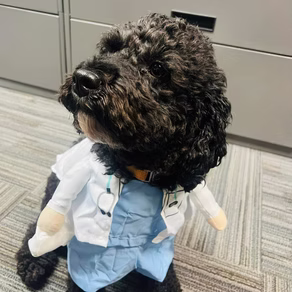 Rocky, the practice's curly-coated office dog, wearing a costume lab coat and blue scrubs
